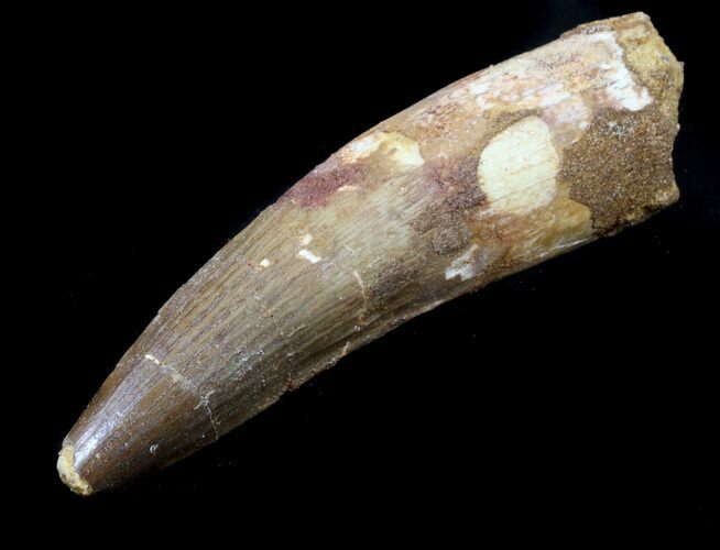 Spinosaurus Tooth - Cyber Monday Deal! #56770